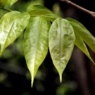 Stereospermum chelonoides FRAGRANT PADRI TREE Exotic SEEDS FJ