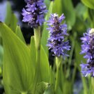 Pontederia cordata PICKEREL RUSH - Aquatic - Seeds FJ