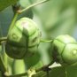Morinda coreia syn tinctoria - INDIAN MULBERRY TREE - Seeds FJ