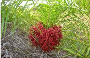 Phoenix pusilla CEYLON DATE PALM Seeds FJ