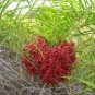Phoenix pusilla CEYLON DATE PALM Seeds FJ