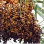 Phoenix pusilla CEYLON DATE PALM Seeds FJ