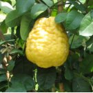 Citrus medica CITRON or GIANT LEMON Tree SEEDS FJ