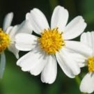 Bidens pilosa BLACK JACK DAISY Seeds FJ