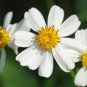 Bidens pilosa BLACK JACK DAISY Seeds FJ