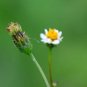 Bidens pilosa BLACK JACK DAISY Seeds FJ