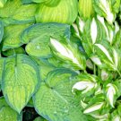 Hosta longipes Mixed UNIQUE LEAVES - Seeds FJ