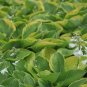 Hosta longipes Mixed UNIQUE LEAVES - Seeds FJ