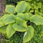 Hosta longipes Mixed UNIQUE LEAVES - Seeds FJ