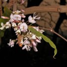 Desmodium oojeinense SANDAN TREE - SEEDS FJ