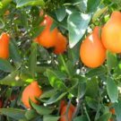 Citrus INDIO MANDARINQUAT - COLD HARDY Tree SEEDS FJ