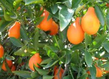 Citrus INDIO MANDARINQUAT - COLD HARDY Tree SEEDS FJ