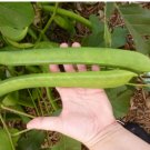 Canavalia ensiformis JACK BEAN - SEEDS FJ