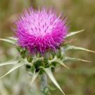 Silybum marianum MILK THISTLE - SEEDS FJ