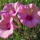 Ipomoea leptophylla BUSH MORNING GLORY - Perennial - Seeds FJ