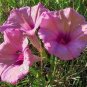 Ipomoea leptophylla BUSH MORNING GLORY - Perennial - Seeds FJ