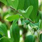 Polygonatum biflorum KING SOLOMON SEAL Seeds FJ