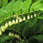 Polygonatum biflorum KING SOLOMON SEAL Seeds FJ