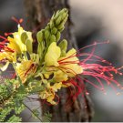 Caesalpinia gilliesii BIRD OF PARADISE SHRUB Seeds FJ