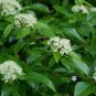 Viburnum casinoides WITHEROD VIBURNUM SHRUB Seeds FJ