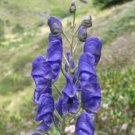 Aconitum napellus MONKSHOOD Seeds FJ