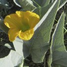Cucurbita foetidissima BUFFALO GOURD - Rare Perennial - Seeds FJ