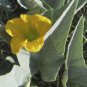 Cucurbita foetidissima BUFFALO GOURD - Rare Perennial - Seeds FJ