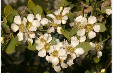 Leptospermum laeviagatum COAST TEA TREE Seeds FJ