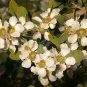 Leptospermum laeviagatum COAST TEA TREE Seeds FJ