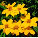 Tagetes lemonii MEXICAN MARIGOLD - Perennial FJ