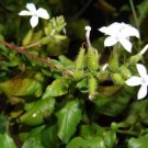 Plumbago zeylanica WILD LEADWORT Exotic SEEDS FJ