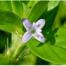 Spermacoce hispida FALSE BUTTONWEED - SEEDS FJ