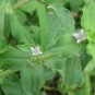 Spermacoce hispida FALSE BUTTONWEED - SEEDS FJ