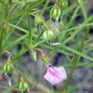 Hybanthus enneaspermus LILAC SPADE FLOWER - SEEDS FJ