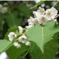 Huberantha cerasoides CHERRY ASHOK TREE Seeds FJ