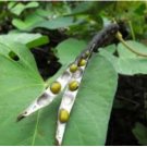 Vigna radiata var lobata MUNG BEAN - SEEDS FJ