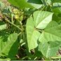Vigna radiata var lobata MUNG BEAN - SEEDS FJ