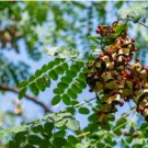 Adenanthera pavonina RED SANDALWOOD or BEAD TREE FJ