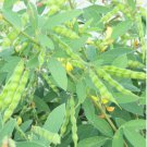 Cajanus cajan PIGEON PEA Exotic SEEDS FJ
