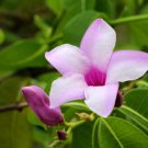 Cryptostegia grandiflora RUBBER VINE Seeds FJ