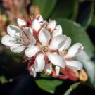 Rhaphiolepis indica Pink INDIAN HAWTHORN SHRUB Seeds FJ