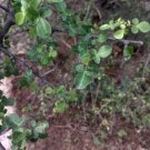 Commiphora berryi BALM OF GILEAD TREE Seeds FJ