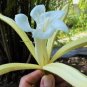Pterospermum acerifolium DINNERPLATE TREE - Hibiscus Relative - SEEDS FJ