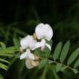 Tephrosia candida WHITE HOARY PEA Exotic SEEDS FJ