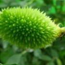 Mormordica subangulata BITTER MELON Seeds FJ