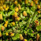 Spilanthes acmella TOOTHACHE PLANT - Seeds FJ