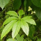 Cyclanthera pedata STUFFING CUCUMBER Seeds FJ