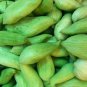 Cyclanthera pedata STUFFING CUCUMBER Seeds FJ