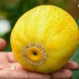 Cucumis melo var dadaim LEMON CUCUMBER Seeds FJ