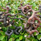 Hovenia dulcis RAISIN TREE Seeds FJ